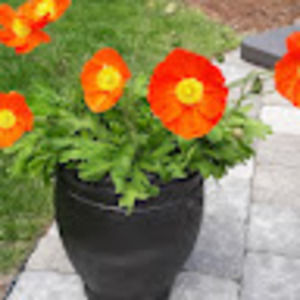 Meet your Posher, Pamela